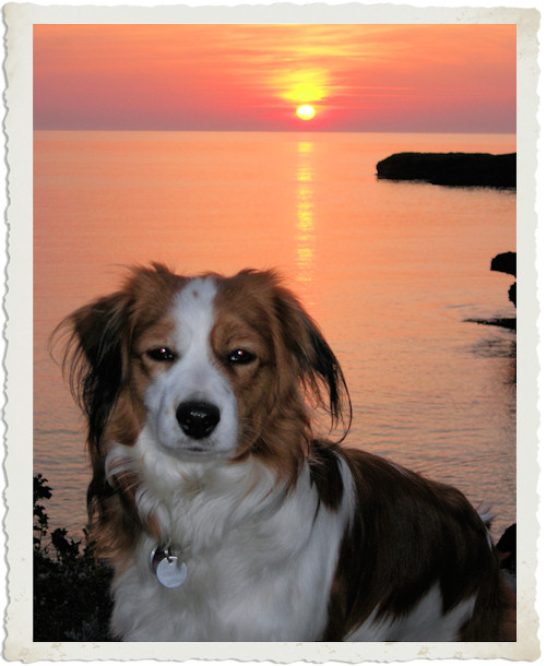 Urlaub mit Hund - Mallorca 2009