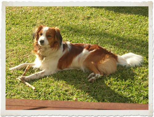 Urlaub mit Hund - Mallorca 2009