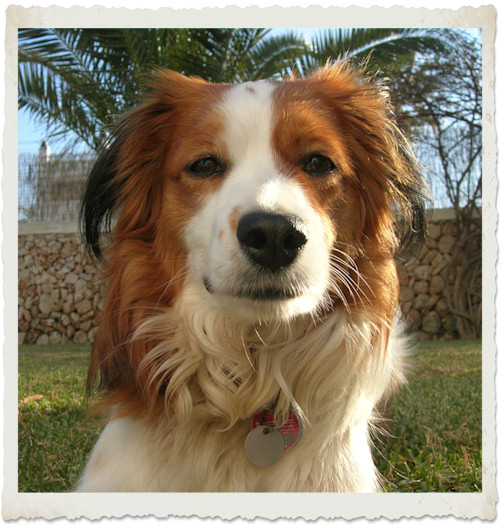 Urlaub mit Hund - Mallorca 2009