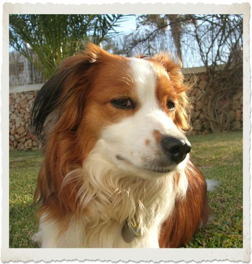 Urlaub mit Hund - Mallorca 2009