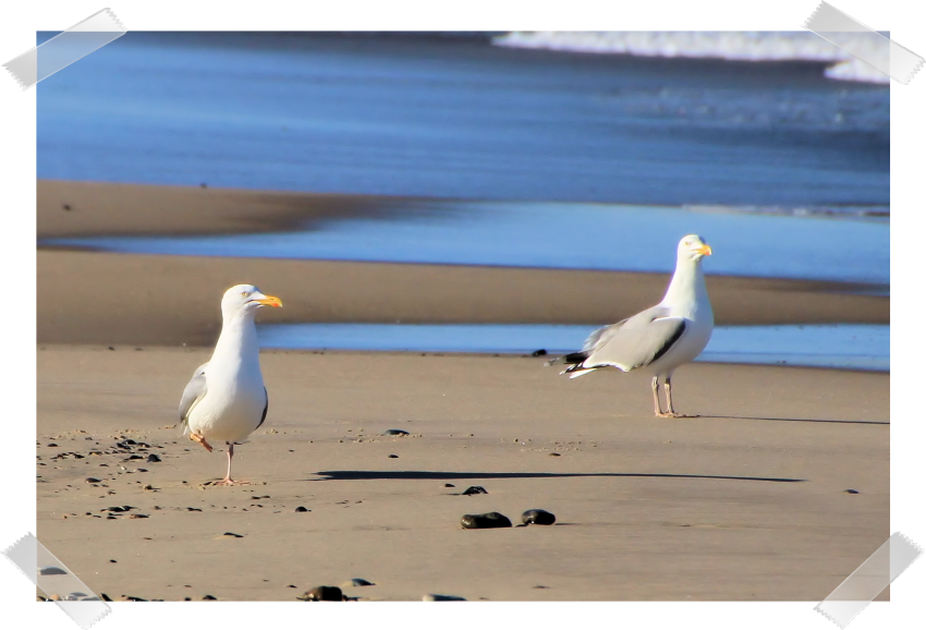 Möwen am Strand