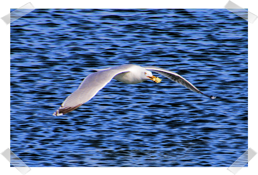 Möwe im Tiefflug!