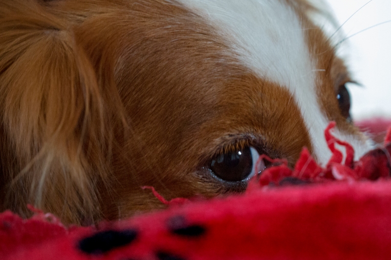 Kooikerhondje Godje