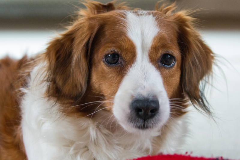 Kooikerhondje Godje