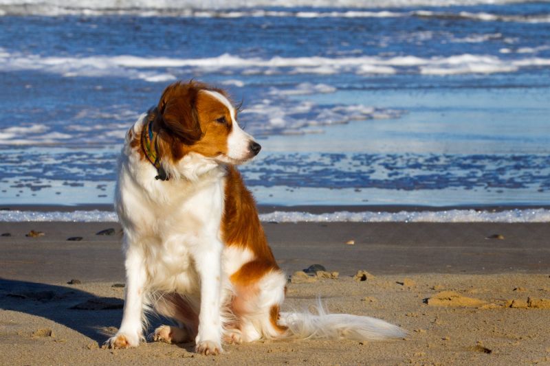 Urlaub mit Hund in Dänemark - November 2016