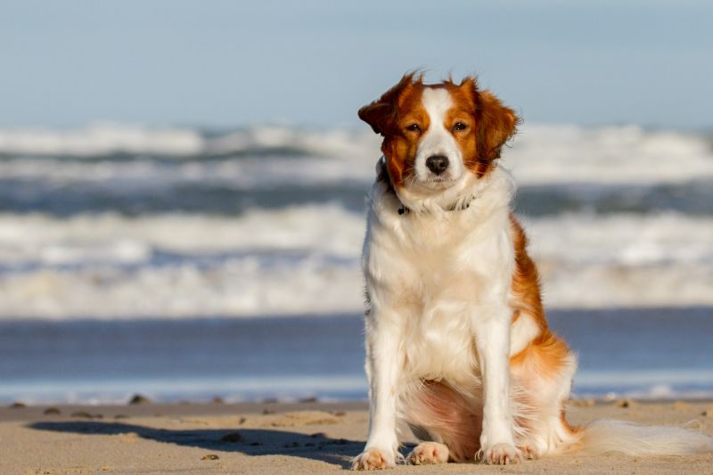 Urlaub mit Hund in Dänemark - November 2016