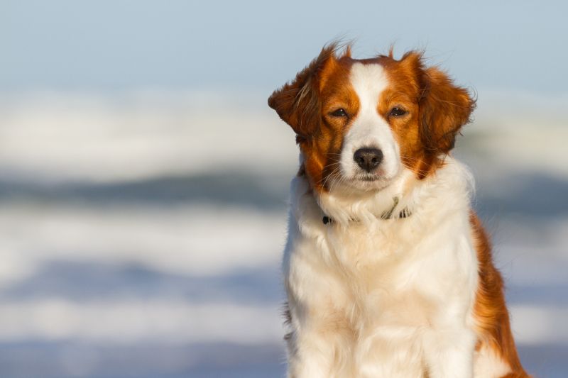 Urlaub mit Hund in Dänemark - November 2016