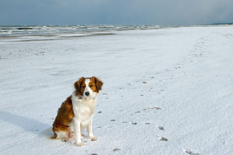 Urlaub mit Hund in Dänemark - November 2016