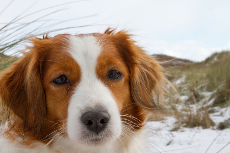 Urlaub mit Hund in Dänemark - November 2016