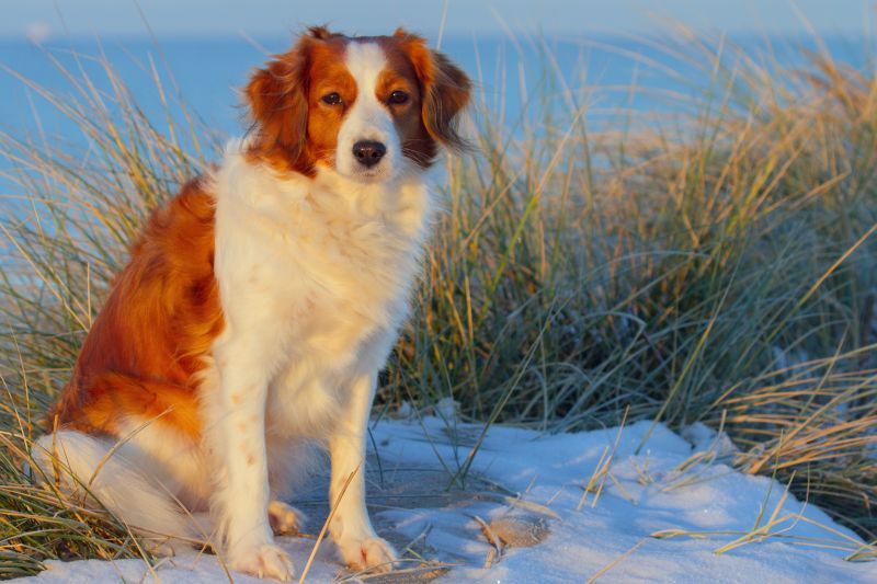 Urlaub mit Hund in Dänemark - November 2016