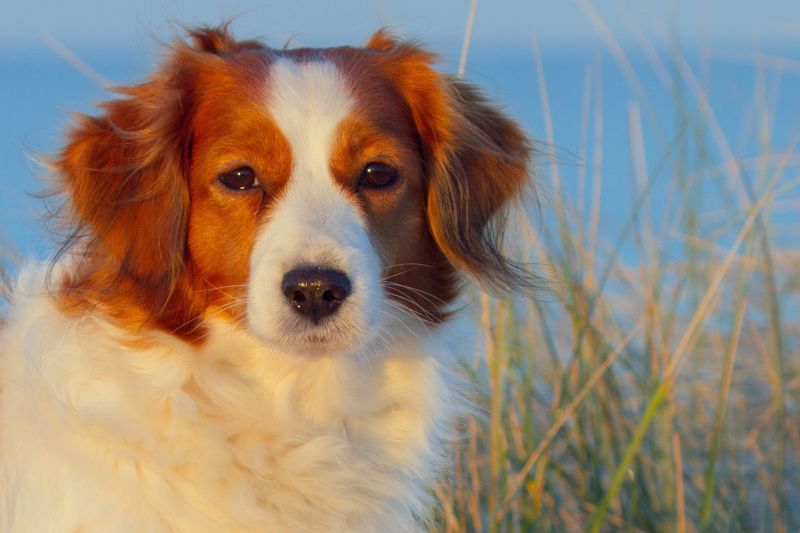 Urlaub mit Hund in Dänemark - November 2016