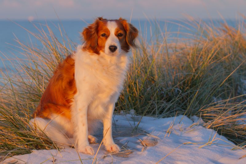 Urlaub mit Hund in Dänemark - November 2016