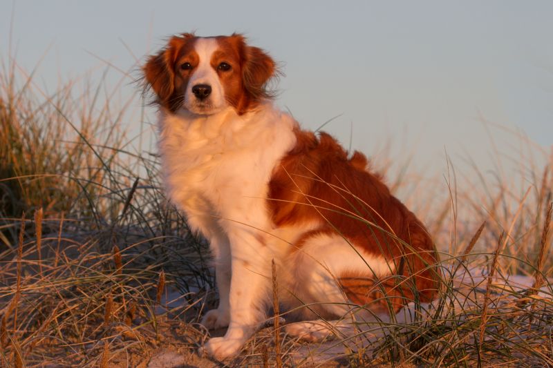 Urlaub mit Hund in Dänemark - November 2016