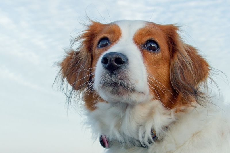 Urlaub mit Hund in Dänemark - November 2016