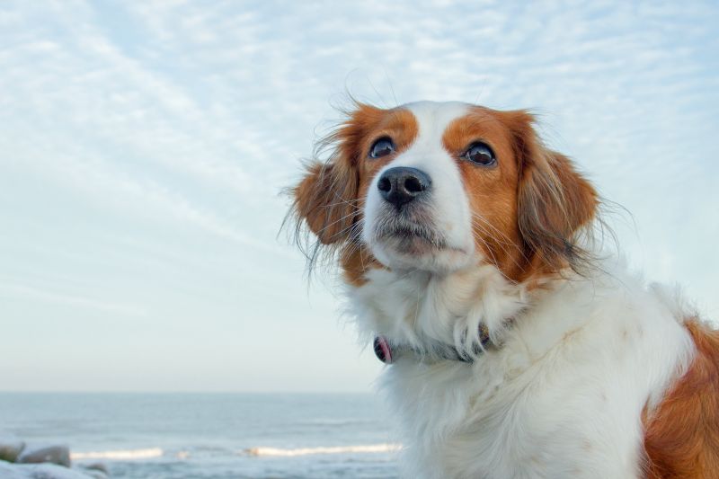 Urlaub mit Hund in Dänemark - November 2016