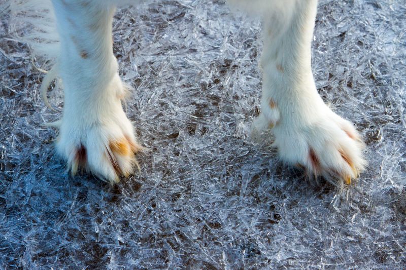 Urlaub mit Hund in Dänemark - November 2016