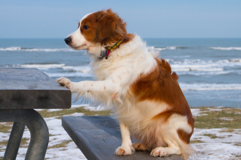 Urlaub mit Hund in Dänemark - November 2016