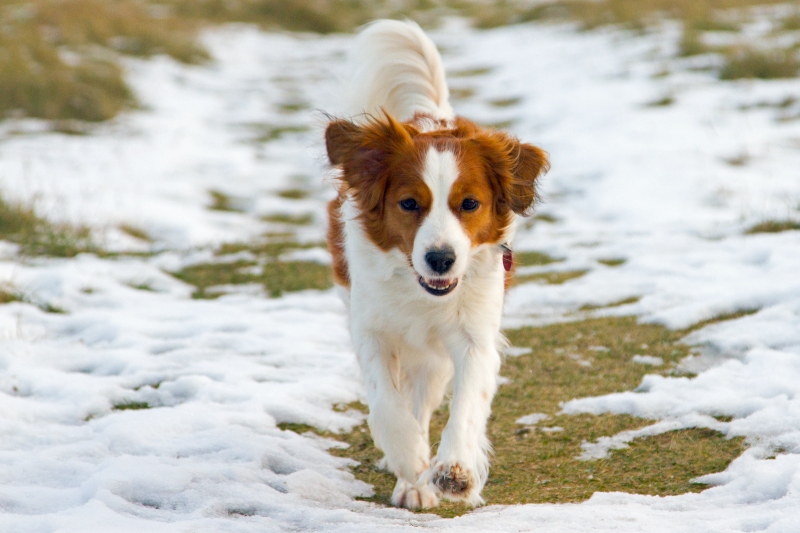 Kooikerhondje aus Langenhorn