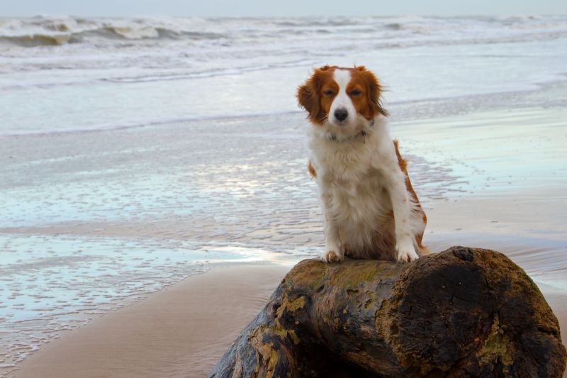 Dänemark 2016 - Urlaub mit Hund