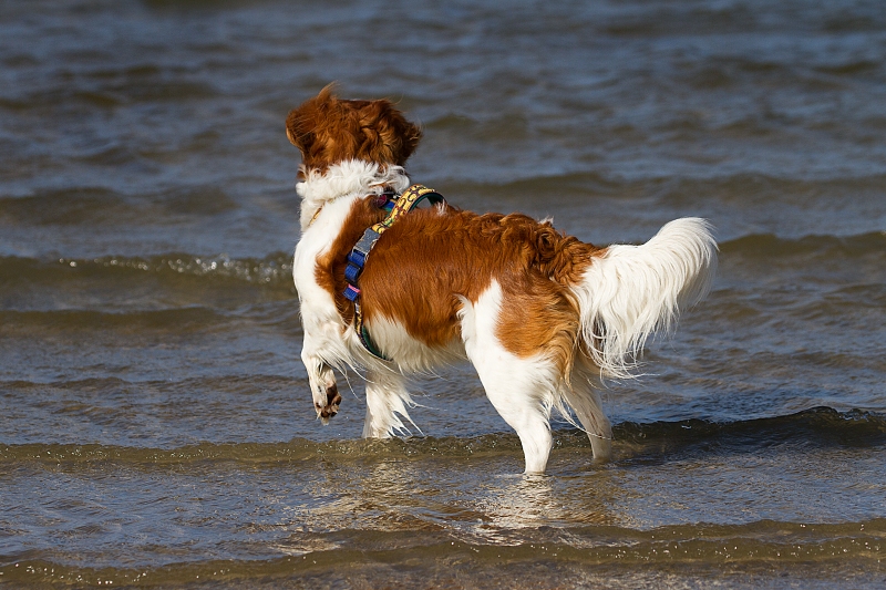 Möwen am Strand