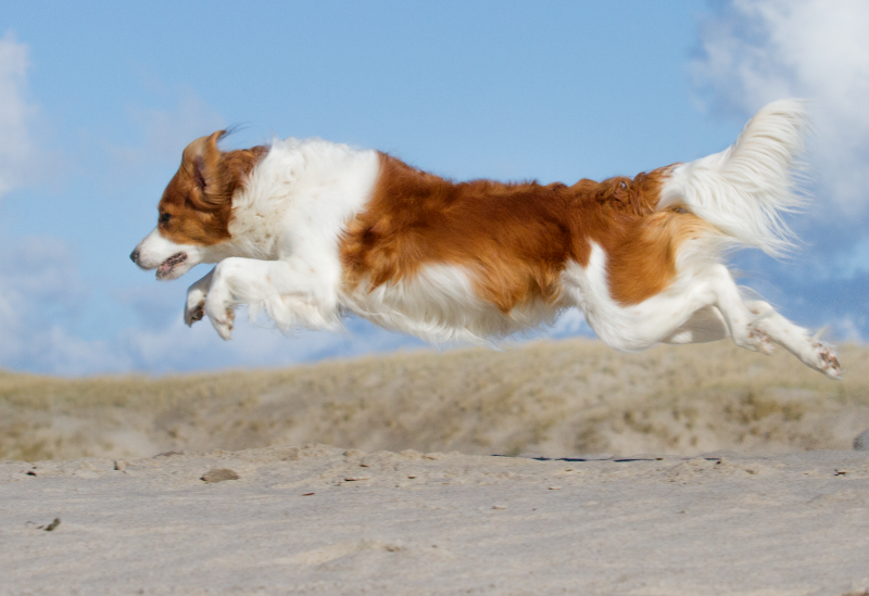 Hundesport - Der Flug