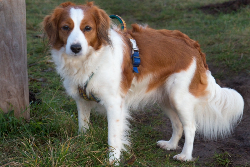 Kooikerhondje Godje