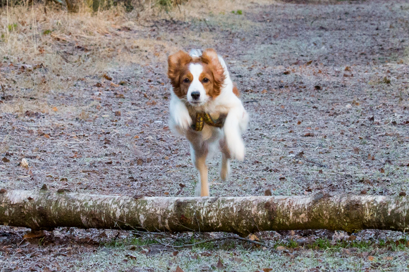 Kooikerhondje Godje