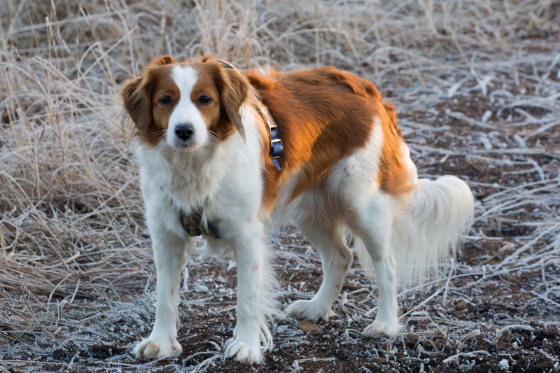 Kooikerhondje Godje