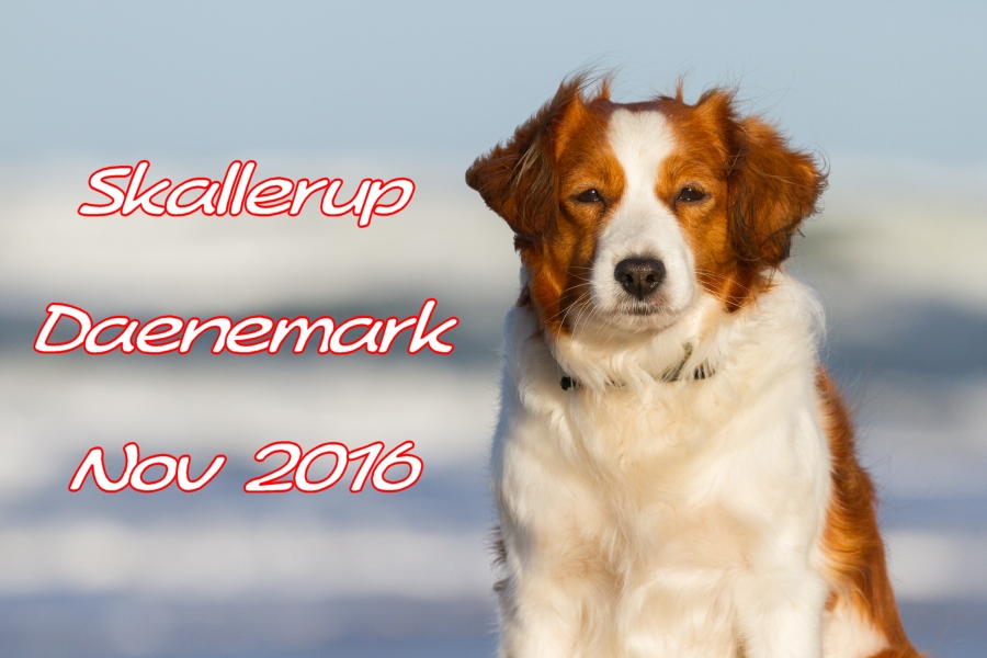 har pyramide skadedyr Kooikerhondje aus Langenhorn - Urlaub mit Hund November 2016 Skallerup  Dänemark - Urlaub mit Hund