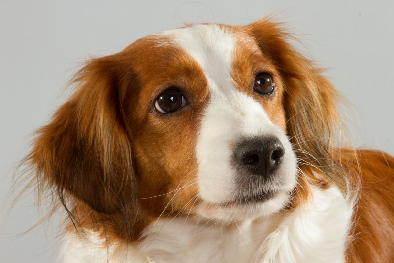 Kooikerhondje Godje