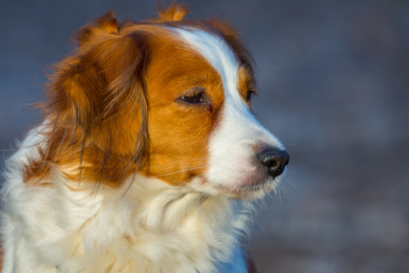 Kooikerhondje Godje