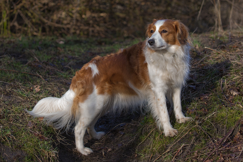 Kooikerhonje Godje aus Langenhorn