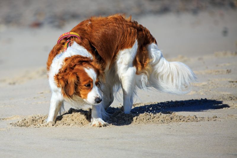 Am Strand in Vrist