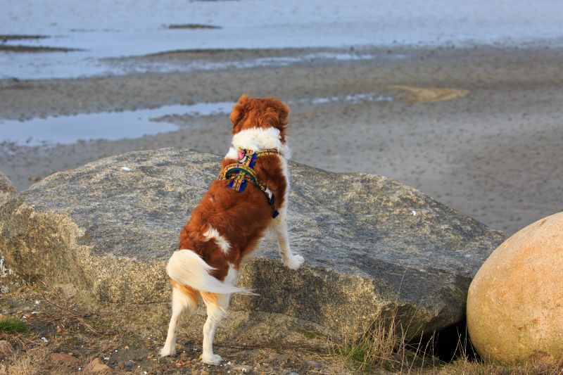 Kooikerhondje am Wasser