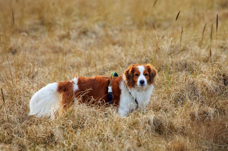 Kooikerhonjde Godje