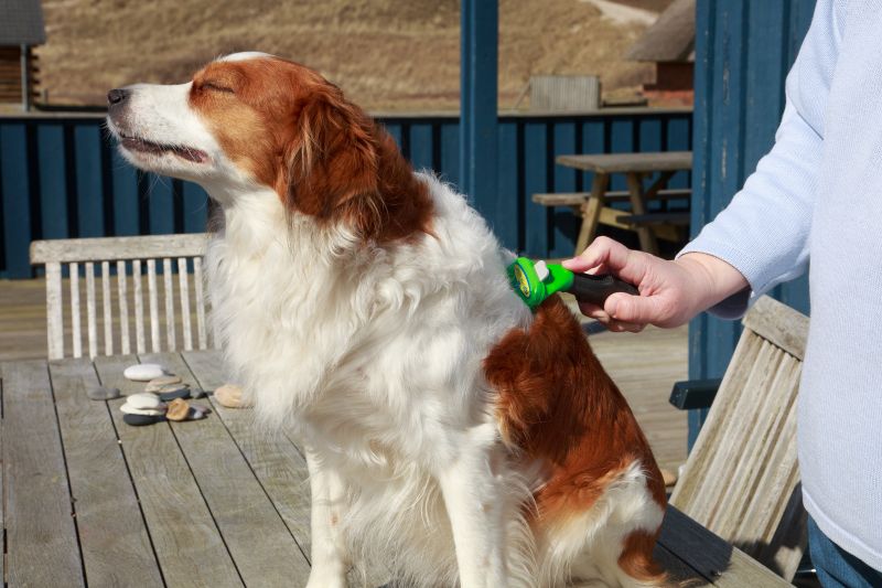 Kooikerhondje Fellpflege