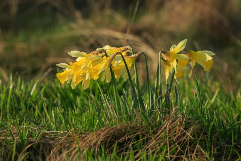 Frühling in Dänemark