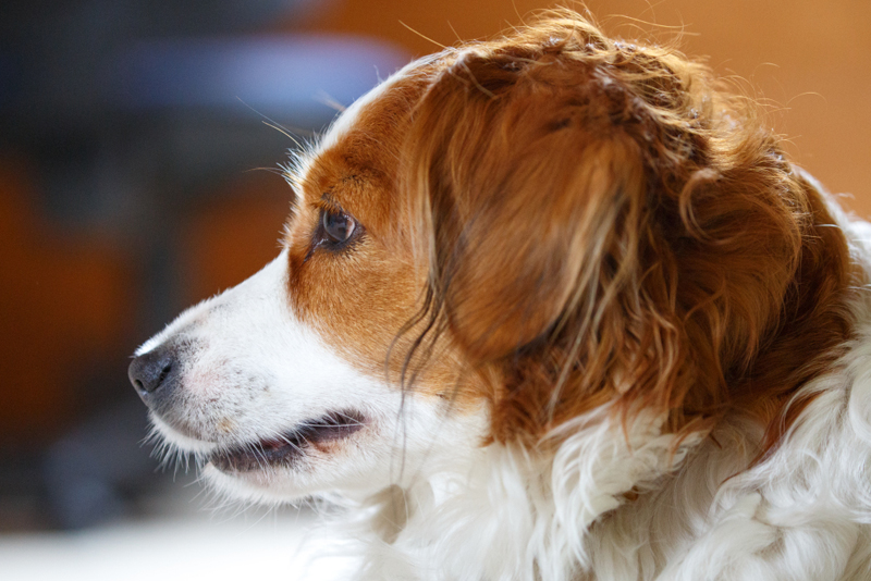 Kooikerhondje Godje