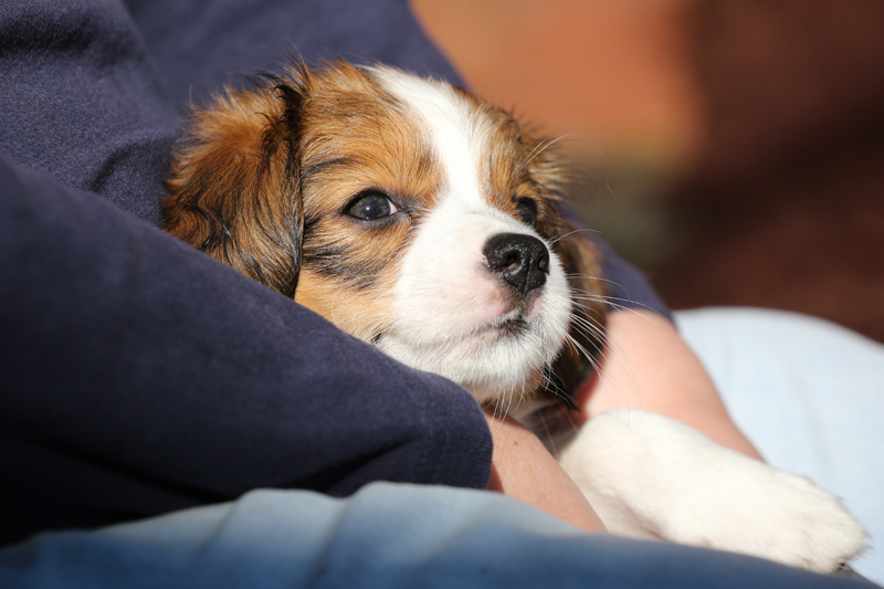 Kooikerhondje Hazel