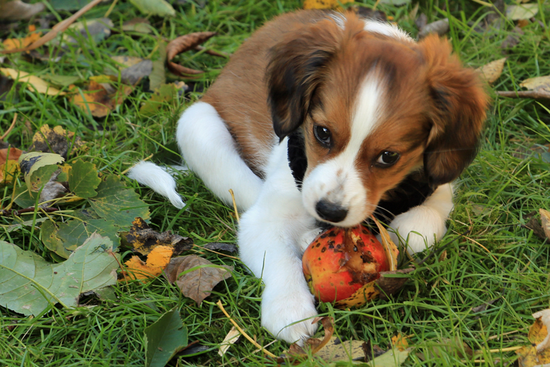 Kooikerhondje Godje aus Langenhorn