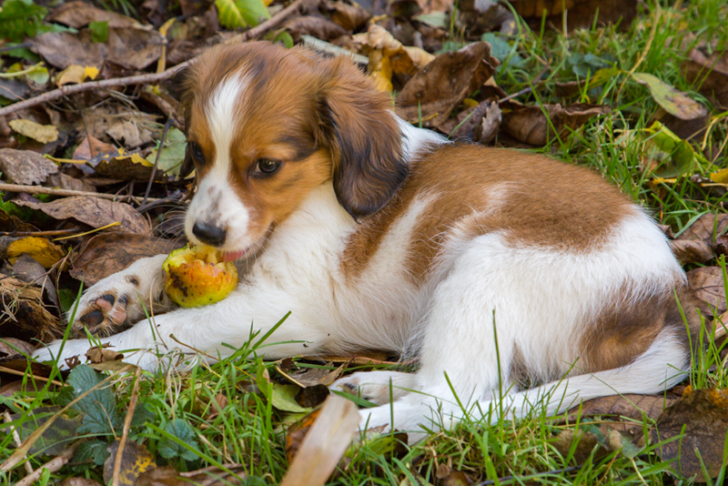 Kookerhondje aus Langenhorn