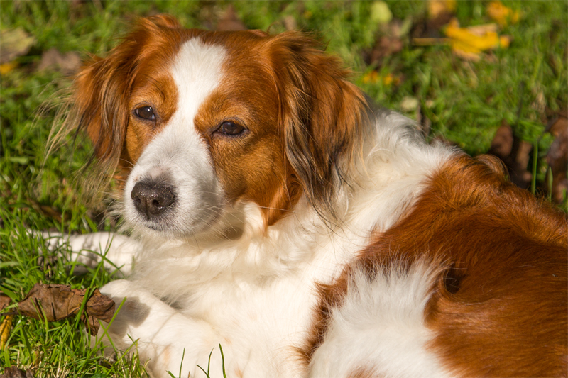 Kooikerhonje Godje aus Langenhorn