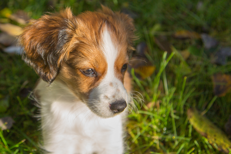 Kooikerhondje Hazel