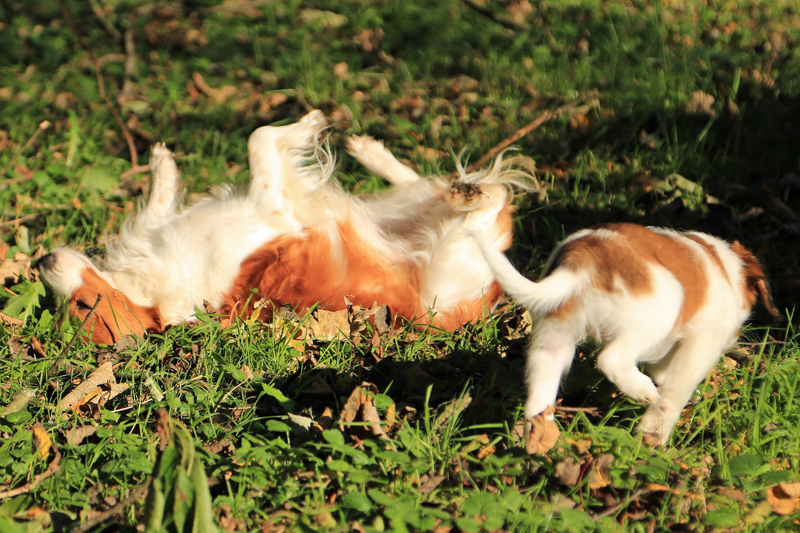 Kooikerhondje aus Langenhorn