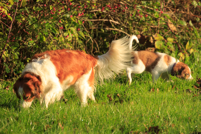 Kooikerhondje Godje