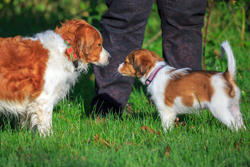 Godje und Hazel