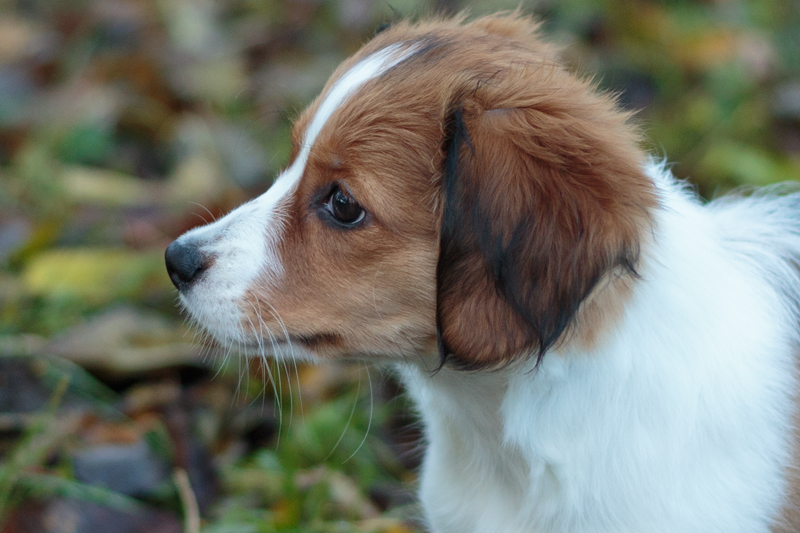 Hazel