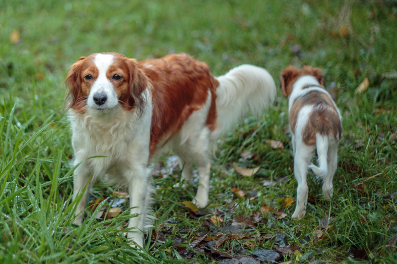 Hazel und Godje