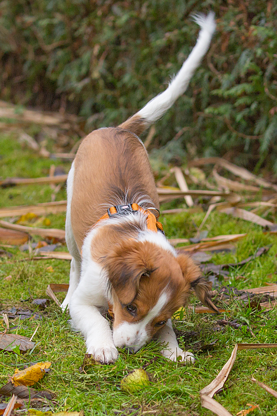 Kooikerhondje aus Langenhorn