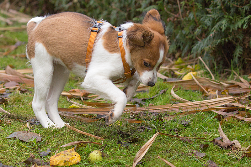 Kooikerhondje aus Langenhorn